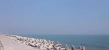孤东海堤5