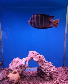 新澳海底世界11