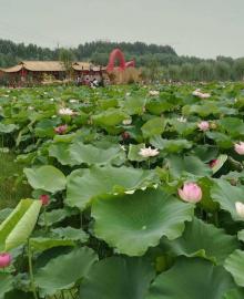 香河荷花博览园6
