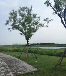 麒麟湿地公园1