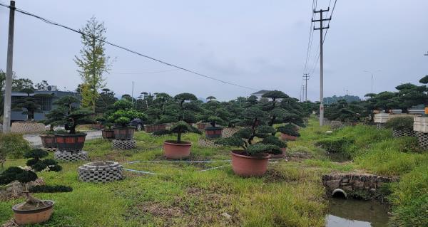 腾头园林(浙江基地)