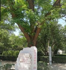 西南楼公园4