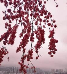 杨家寨主题乐园26