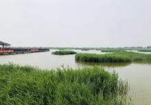 南大港湿地7