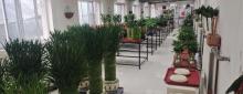 天津市宁河县蓝达花木场3