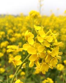 天津市宁河县蓝达花木场6