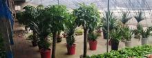 天津市宁河县蓝达花木场2