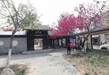 桃柳堤7