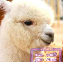 动物科学王国7