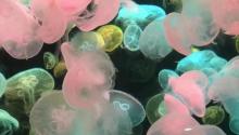 动物科学王国26