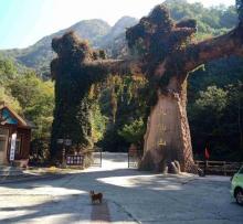 八仙山自然保护区12