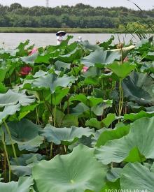 潮白河湿地公园5