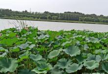 潮白河湿地公园7