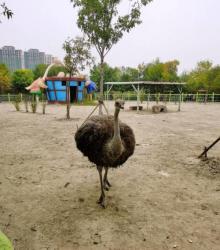 光合谷动物园1