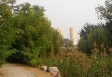 西沽公园21