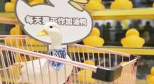 猫咪博物馆8