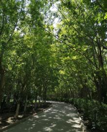 天津塘沽森林公园8