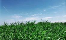 西青郊野公园9