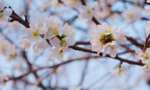 桃花堤公园16