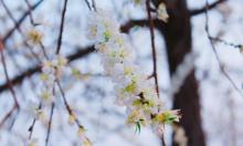 桃花堤公园10