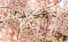 桃花堤公园2