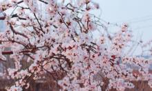 桃花堤公园15
