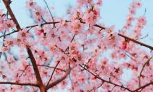 桃花堤公园11