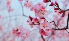 桃花堤公园17