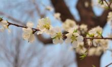 桃花堤公园12