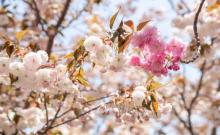 桃花堤公园3