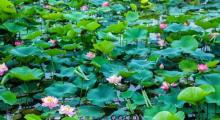 曙光水镇20