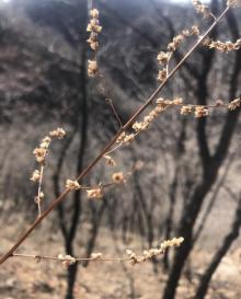 梨木台风景区11