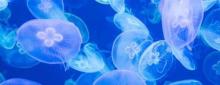 天津海昌极地海洋公园17
