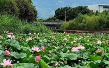 踏水公园1