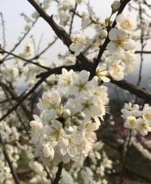 石鱼花果山3