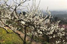 石鱼花果山1