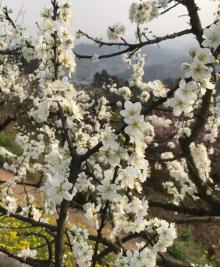石鱼花果山5
