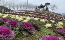 钟坪山花谷1