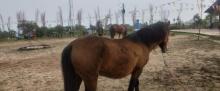 动物花香农场2