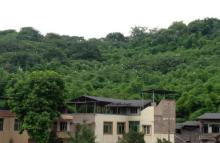 三多桥村白鹭保护区1