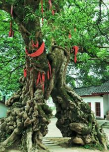 黄桷门2