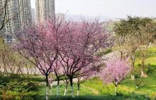 半山公园6