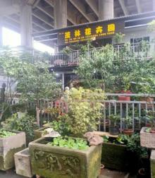 茂林花卉园(大山村轻轨站店)1