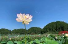 九龙田园6