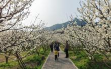 印盒李花生态旅游区1