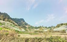 印盒李花生态旅游区3