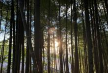 九锅箐森林公园7