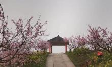 圣水湖桃花岛3