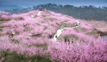 圣水湖桃花岛4