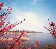 圣水湖桃花岛2